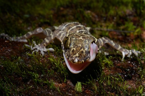 Gunung Mulu National Park ( Bornéo, Malaisie) - Faune : petit lézard. (VO-13-0548 )